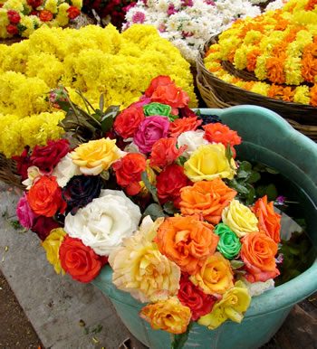 Bangalore flowers (c) 2012 by John Goss